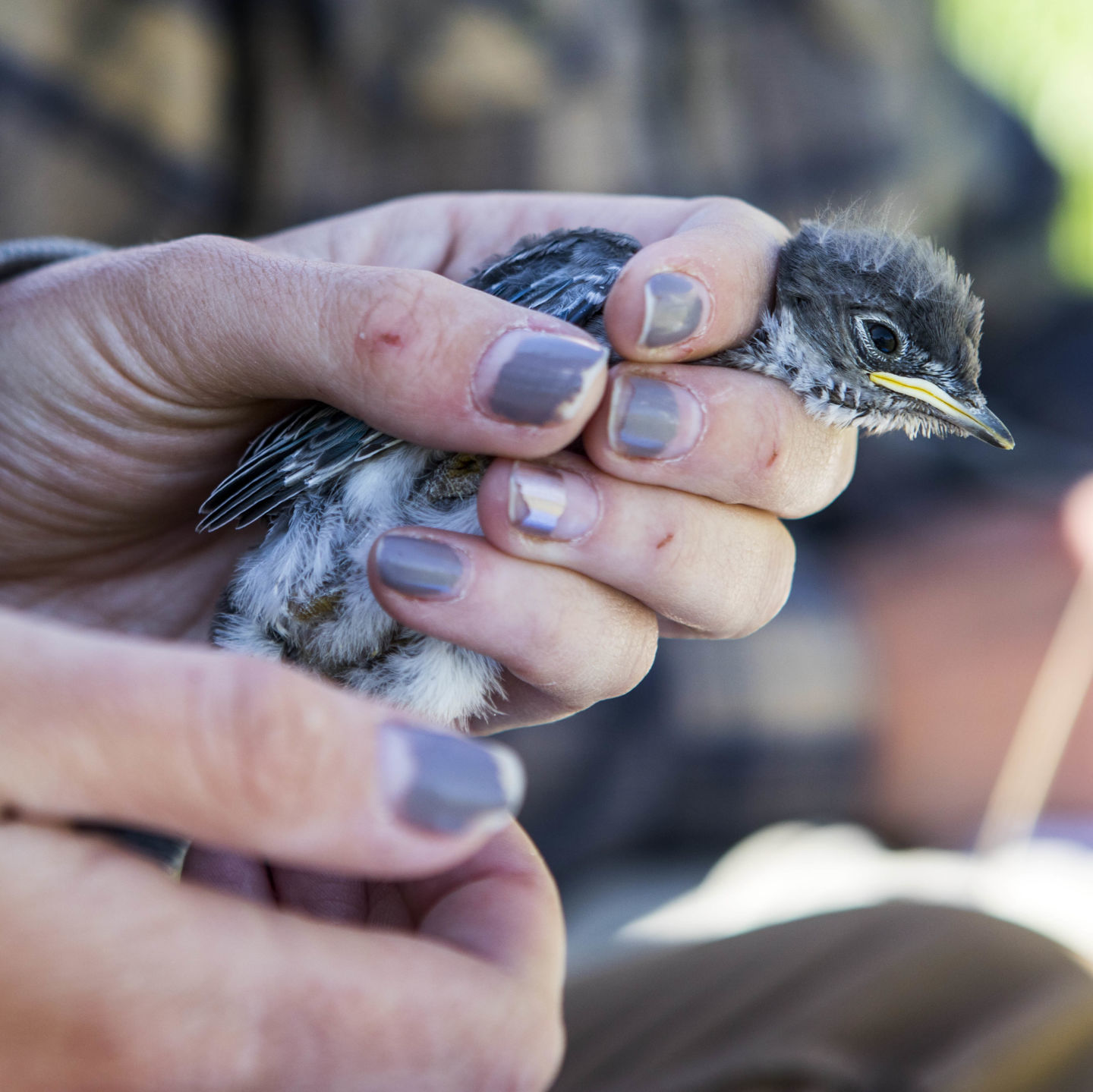Bluebird banding